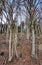 Leafless trees on a slope in a forest