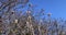 leafless trees in sunny weather in spring