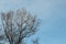 Leafless twigs at the canopy of an oak tree