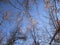 Leafless twigs of a linden tree with lionfish against the background of a sunny blue sky and other trees in the park.