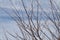 Leafless Twigs of Winter Background