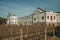 Leafless vine trunks with the Salton Winery