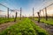 Leafless vineyards