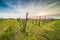 Leafless vineyards