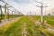 Leafless vineyards near young seedlings