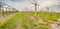 Leafless vineyards near young seedlings