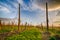 Leafless vineyards organized into files