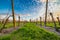 Leafless vineyards organized into files