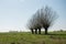 Leafless willow trees growing on a green meadow