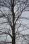 Leafless Winter Tree against a Dreary Grey Background