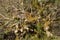 Leaflike Lichen and moss growing on dead branches in forest at C