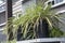 Leafly chlorophytum comosum house plant
