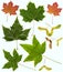 Leafs assortment