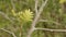 Leafs and flower buds of a European mountain ash