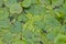 leafs of frogbit and duckweed plants in the lake - Limnobium laevigatum - Lemnoideae