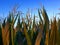 Leafs of maize in the sunshine at evening