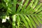 Leafs of Microsorum pustulatum KANGAROO FERN Polypodiaceae