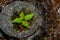 Leafs of new tree growing inside stump of old tree