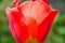 Leafs of one beautiful red tulip in backlight, macro, bright and shining