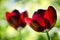 Leafs of one beautiful red tulip in backlight, macro, bright and shining