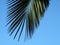 Leafs of a palmtree in southern spain