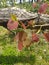 Leafs on Tree Branch in Jungle of Palampur Himachal Pradesh India