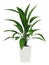 Leafy aspidistra houseplant