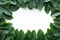 Leafy border beauty Green plumeria leaf frame on white background