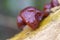 Leafy brain - Tremella foliacea