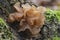 The Leafy Brain (Tremella foliacea) is an inedible mushroom