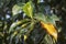 Leafy branch of artocarpus heterphyllus shoot leaves.