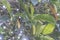 Leafy branch of artocarpus heterphyllus shoot leaves.