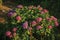 Leafy bush with colorful flowers of hydrangea on sundown