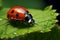 Leafy Companion Macro photo captures a ladybug on a green leaf