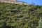 Leafy Eucalyptus Forest In The Mountains Of Galicia. Travel Landscape Botanic.