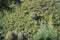 Leafy Eucalyptus Forest In The Mountains Of Galicia. Travel Landscape Botanic.