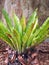 Leafy Fern and Eucalyptus Tree