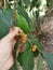 Leafy ficus microcarpa and its fruits.