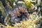 Leafy Filefish (Chaetodermis penicilligerus) swims in water