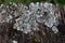 Leafy foliose lichen pattern on the wood