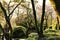 Leafy forest with colossal rock formations in Sanctuary of Penha in Guimaraes