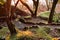 Leafy forest with colossal rock formations in Sanctuary of Penha in Guimaraes