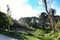 Leafy forest with colossal trees in Sintra Mountains