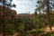 Leafy Forests Of Pines And Firs In Bryce Canyon Formations Of Hodes. Geology.