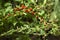 Leafy goosefoot Blitum virgatum syn. Chenopodium foliosum. Strawberry spinach is a exotic red berries with a green leaf.  Vegan