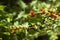 Leafy goosefoot Blitum virgatum syn. Chenopodium foliosum. Strawberry spinach is a exotic red berries with a green leaf.  Vegan