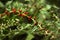 Leafy goosefoot Blitum virgatum syn. Chenopodium foliosum. Strawberry spinach is a exotic red berries with a green leaf.  Vegan