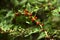 Leafy goosefoot Blitum virgatum syn. Chenopodium foliosum. Strawberry spinach is a exotic red berries with a green leaf.  Vegan