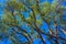 Leafy Green Branches of Eucalyptus Trees