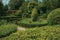 Leafy green bushes on a garden